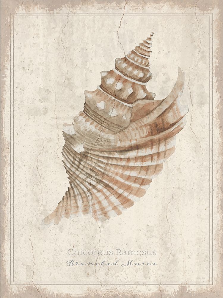 Shell Study - Branched Murex art print by Cindy Jacobs for $57.95 CAD