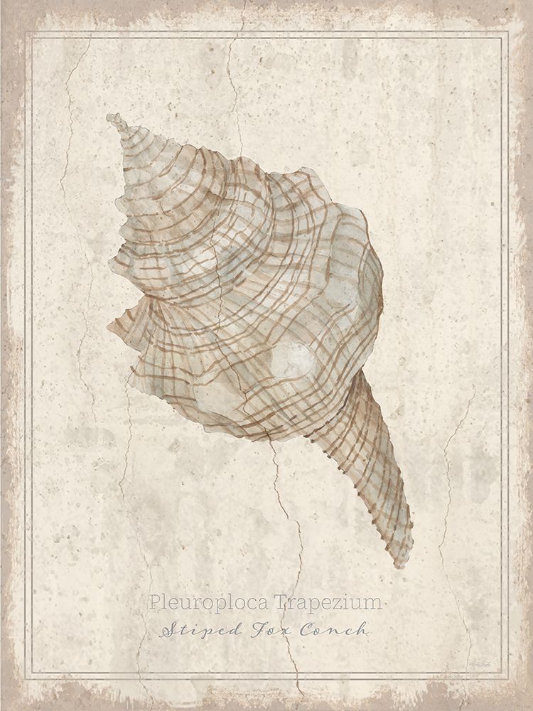 Shell Study - Striped Fox Conch art print by Cindy Jacobs for $57.95 CAD