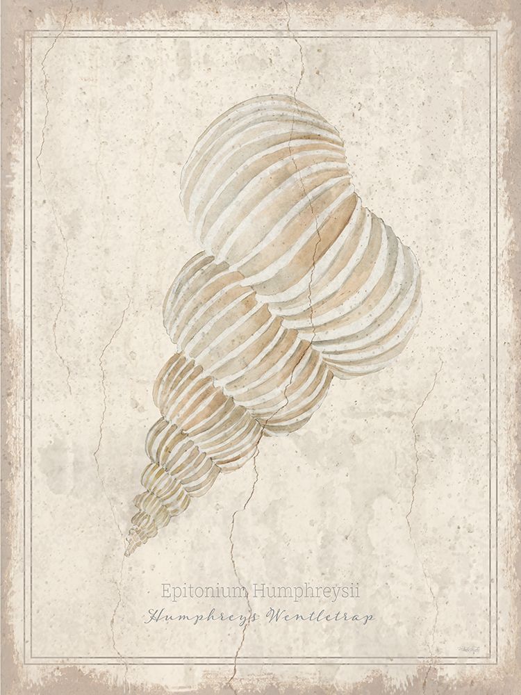 Shell Study - Humphreys Wentletrap art print by Cindy Jacobs for $57.95 CAD
