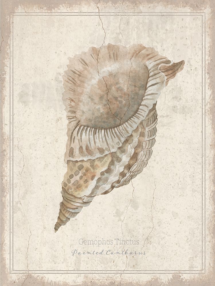 Shell Study - Painted Cantharus art print by Cindy Jacobs for $57.95 CAD