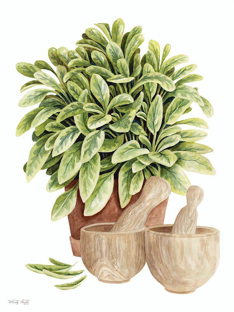 Potted Sage art print by Cindy Jacobs for $57.95 CAD