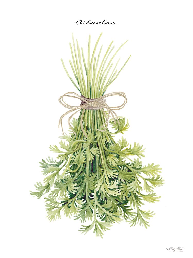 Cilantro art print by Cindy Jacobs for $57.95 CAD