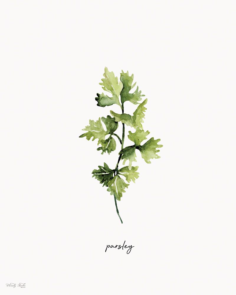 Parsley Herb art print by Cindy Jacobs for $57.95 CAD