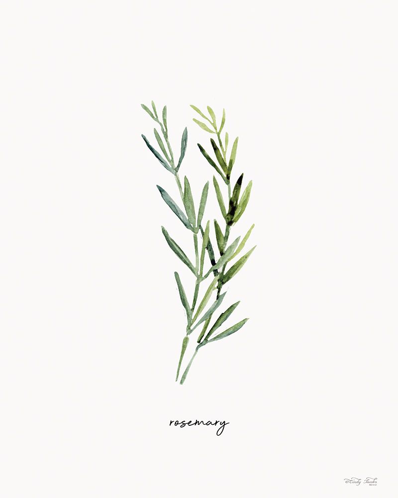 Rosemary Herb art print by Cindy Jacobs for $57.95 CAD