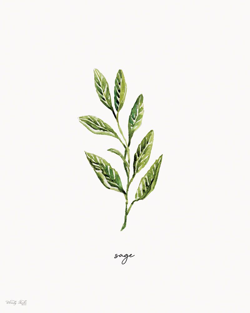 Sage Herb art print by Cindy Jacobs for $57.95 CAD