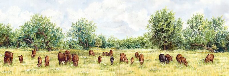 Countryside Cattle art print by Cindy Jacobs for $57.95 CAD