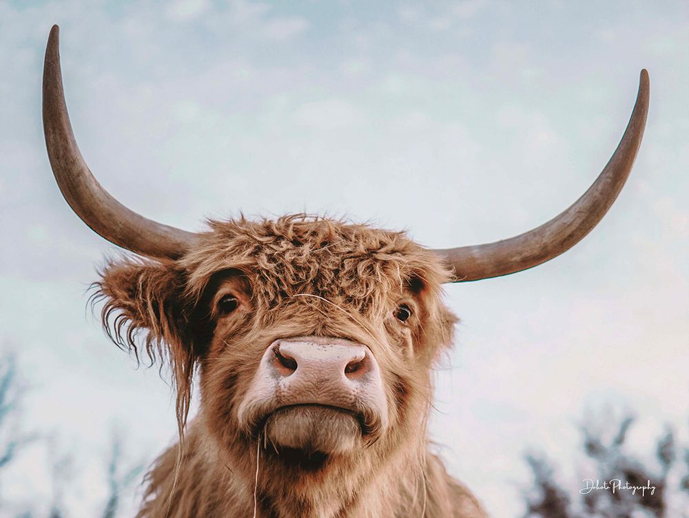 Highland Selfie art print by Dakota Diener for $57.95 CAD