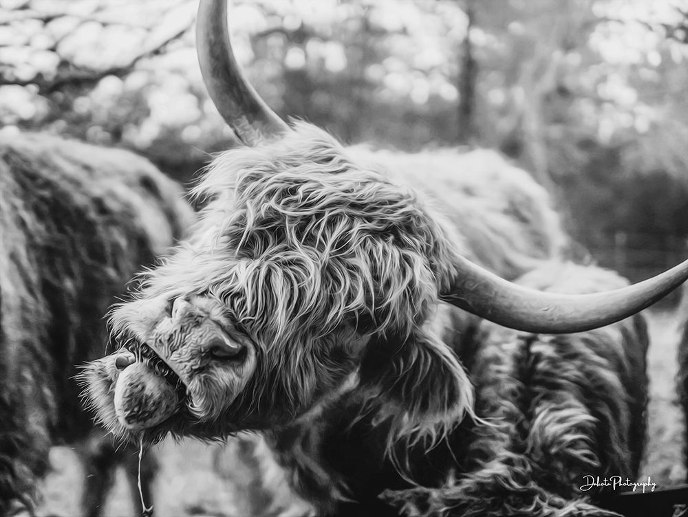 Crazy Cow I art print by Dakota Diener for $57.95 CAD