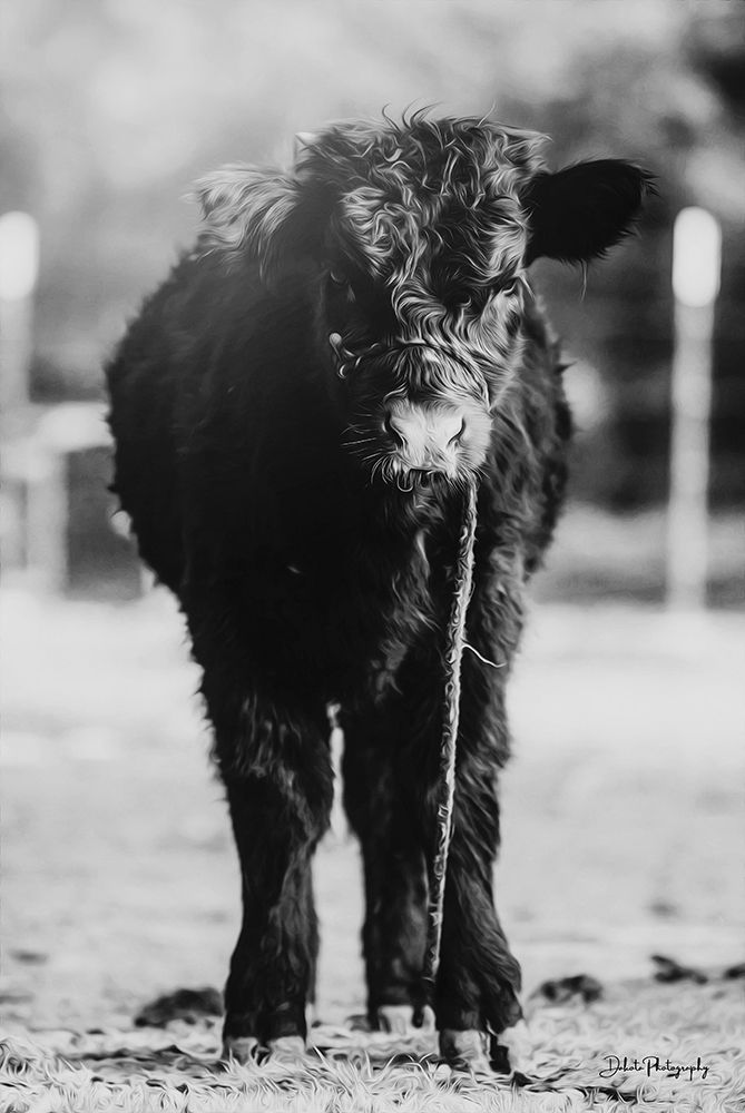 Single Cow art print by Dakota Diener for $57.95 CAD