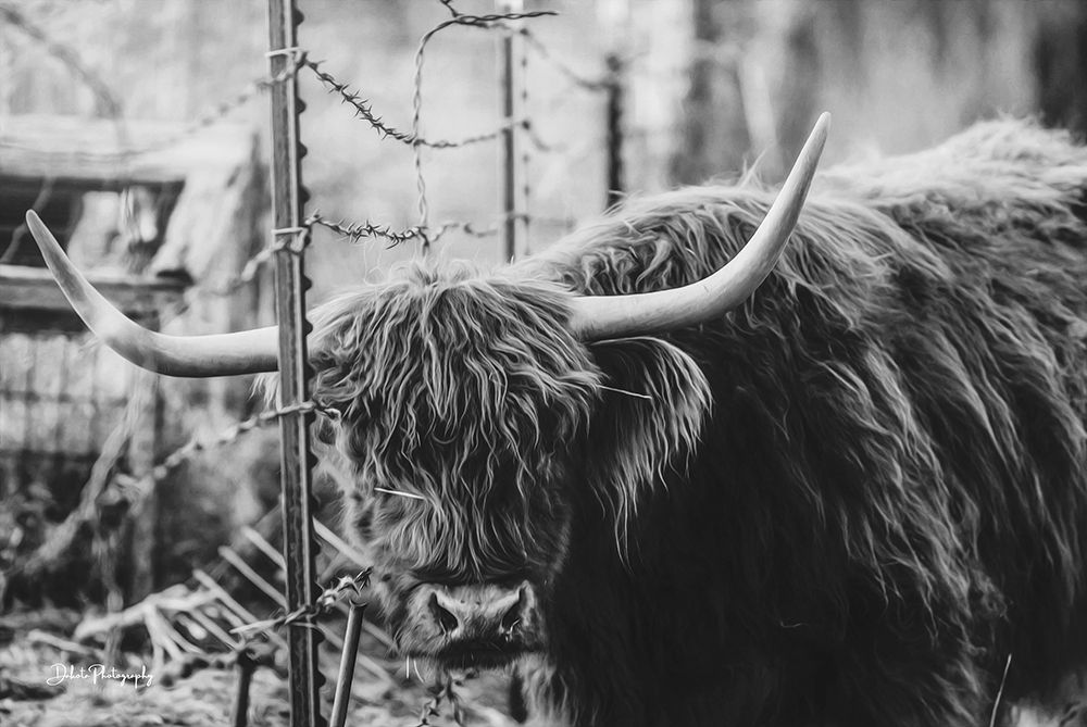 Highland and Fence art print by Dakota Diener for $57.95 CAD