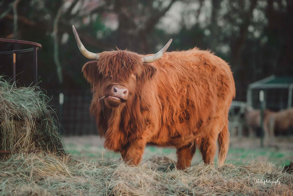 Hungry Cow I art print by Dakota Diener for $57.95 CAD
