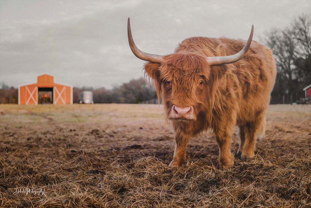 The Staring Cow art print by Dakota Diener for $57.95 CAD