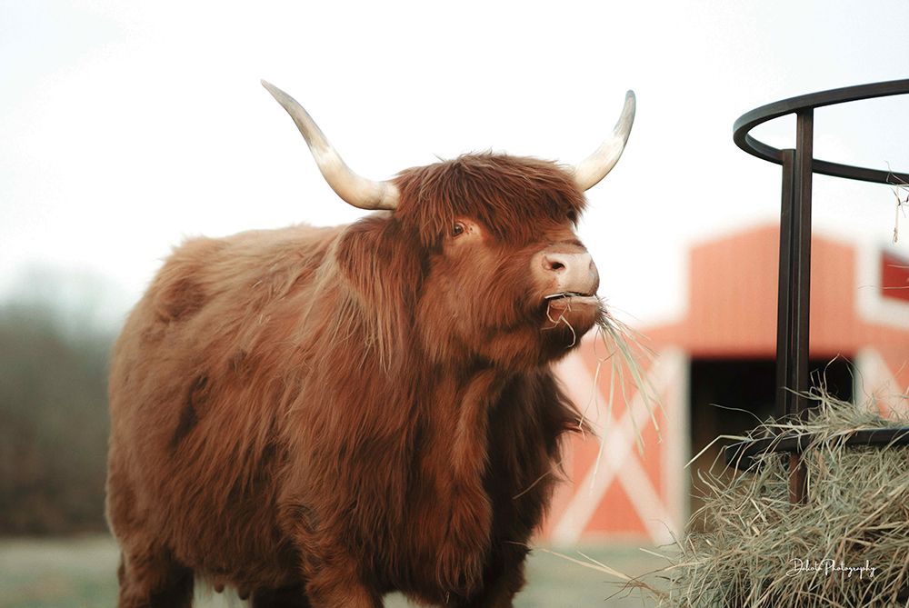 Hungry Cow II art print by Dakota Diener for $57.95 CAD