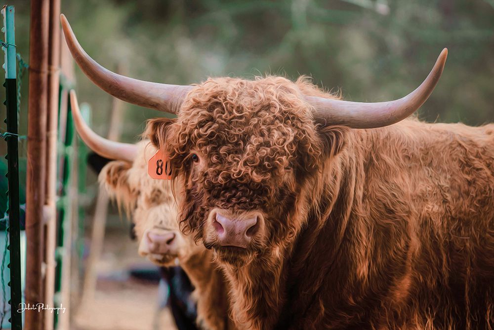 The Bull art print by Dakota Diener for $57.95 CAD