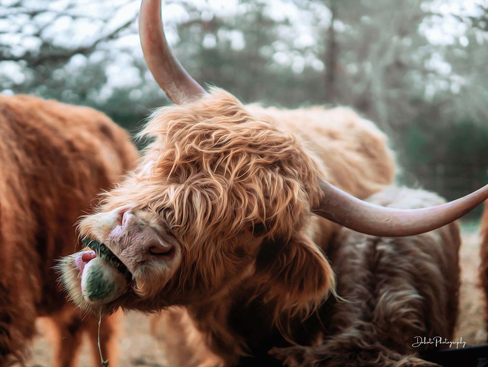Crazy Cow II art print by Dakota Diener for $57.95 CAD