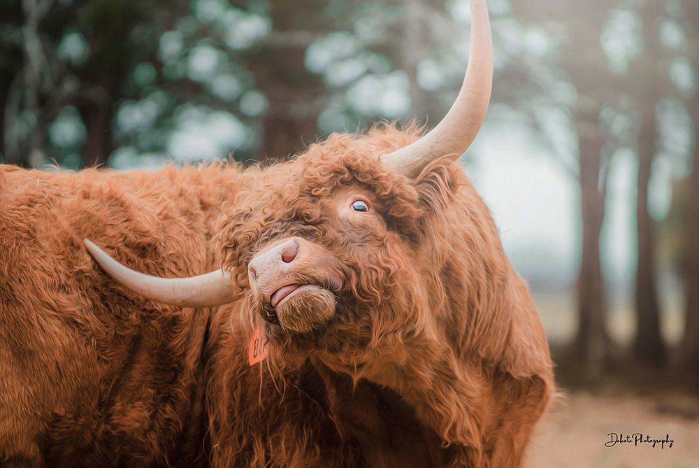 Highland Itch art print by Dakota Diener for $57.95 CAD