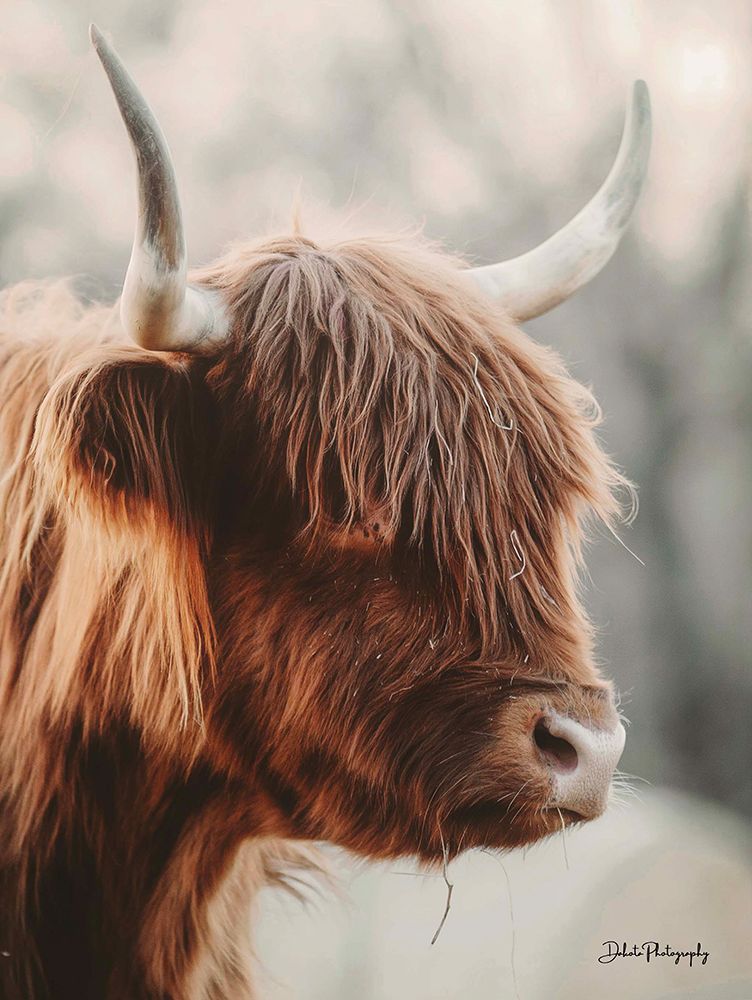 Highland Pose art print by Dakota Diener for $57.95 CAD