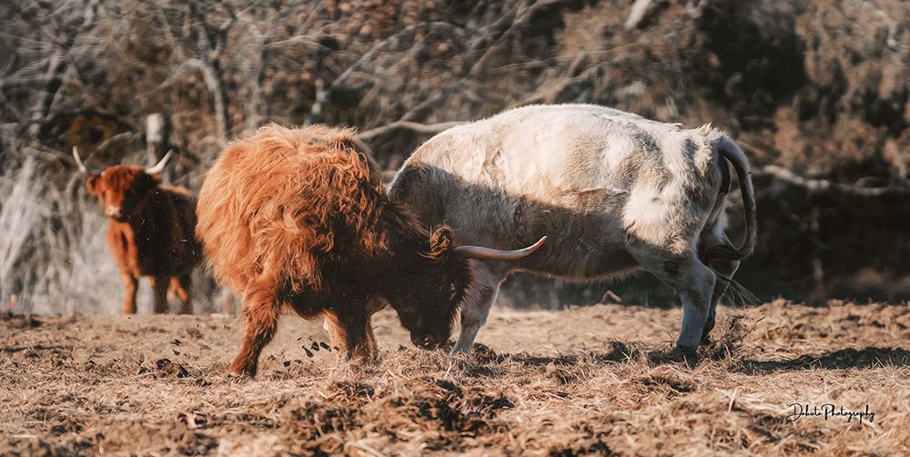 Highland Fight art print by Dakota Diener for $57.95 CAD