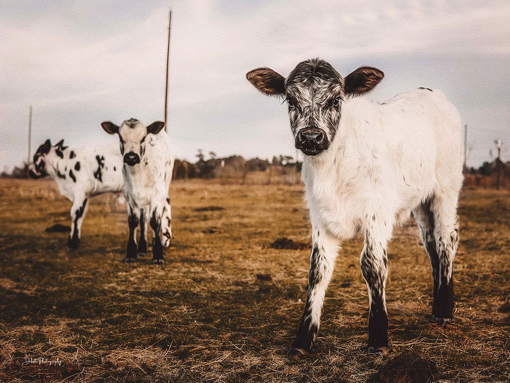 Three Calves art print by Dakota Diener for $57.95 CAD