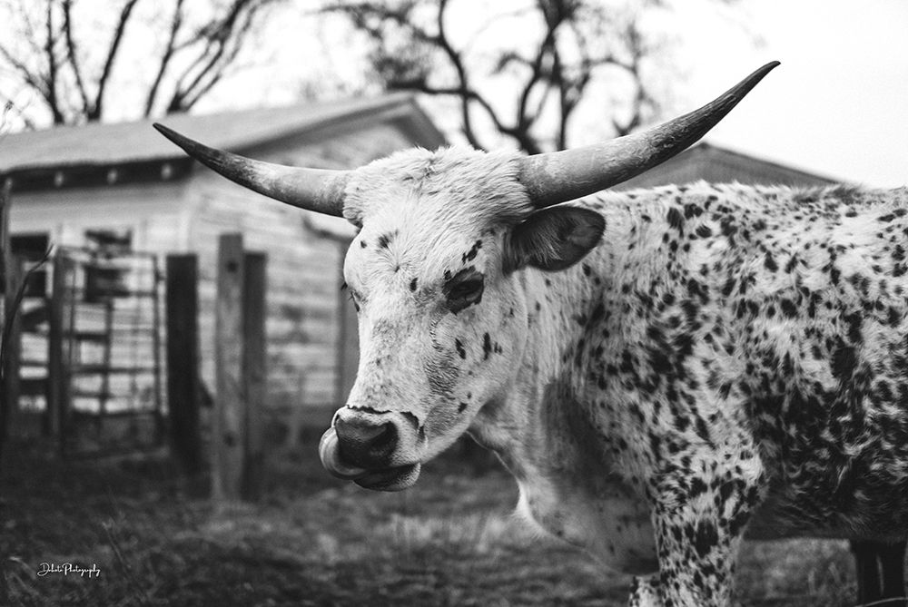 Seeing Spots art print by Dakota Diener for $57.95 CAD