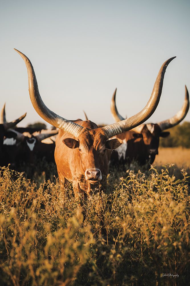 Ankoleâ€‘Watusi Herd I art print by Dakota Diener for $57.95 CAD