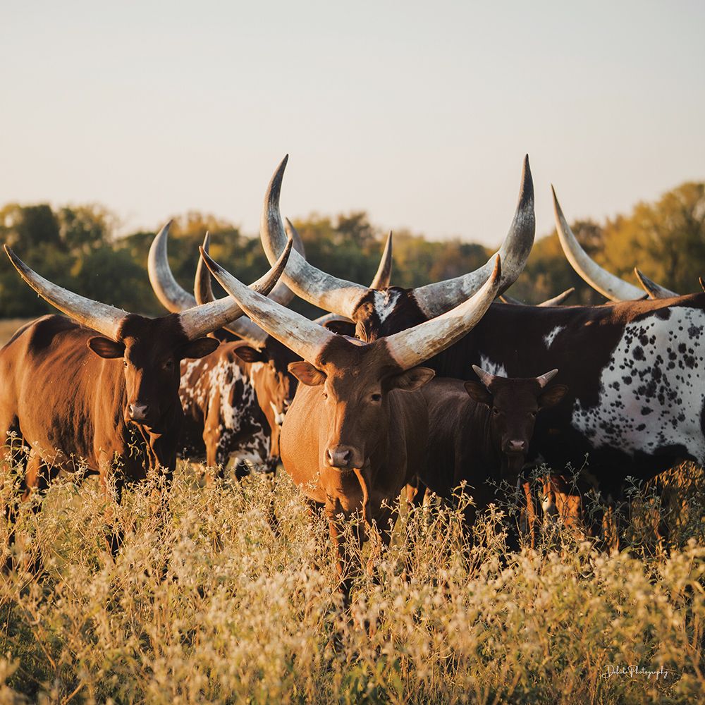 Ankoleâ€‘Watusi Herd II art print by Dakota Diener for $57.95 CAD