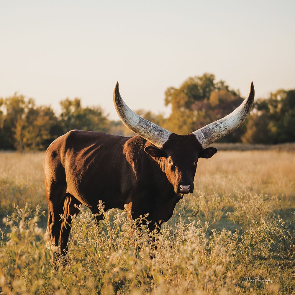 Ankoleâ€‘Watusi Big Horn I art print by Dakota Diener for $57.95 CAD