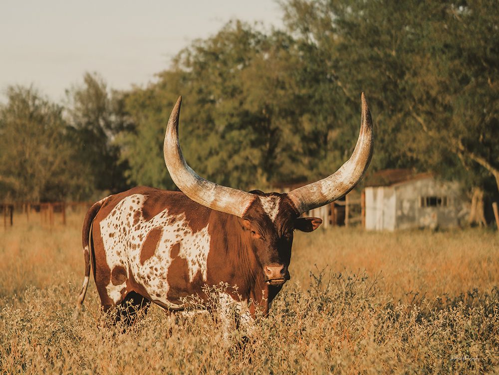 Ankoleâ€‘Watusi Big Horn IV art print by Dakota Diener for $57.95 CAD