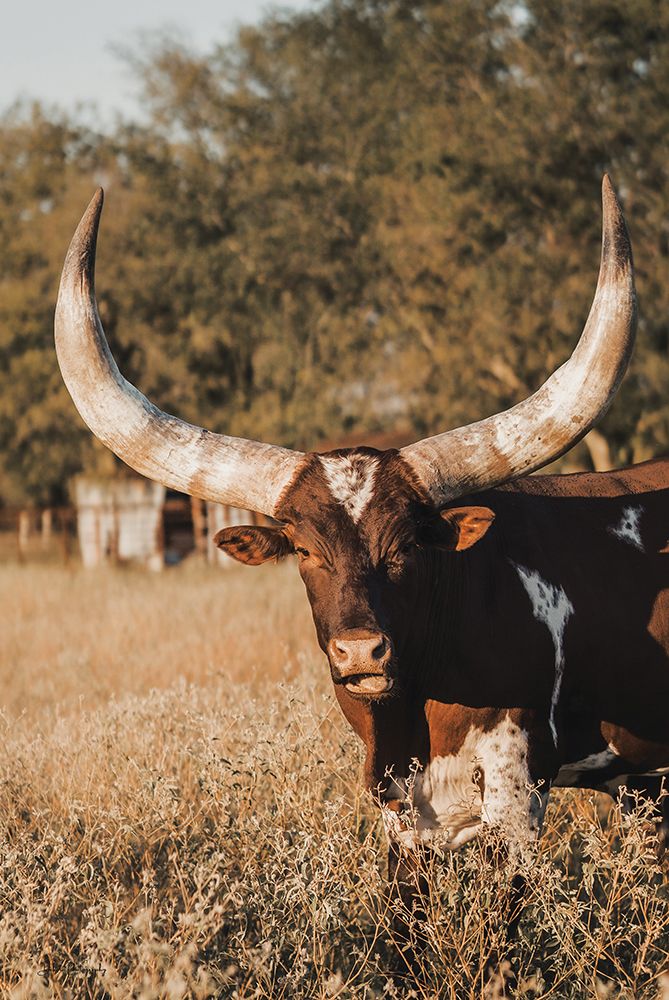 Ankoleâ€‘Watusi Big Horn V art print by Dakota Diener for $57.95 CAD