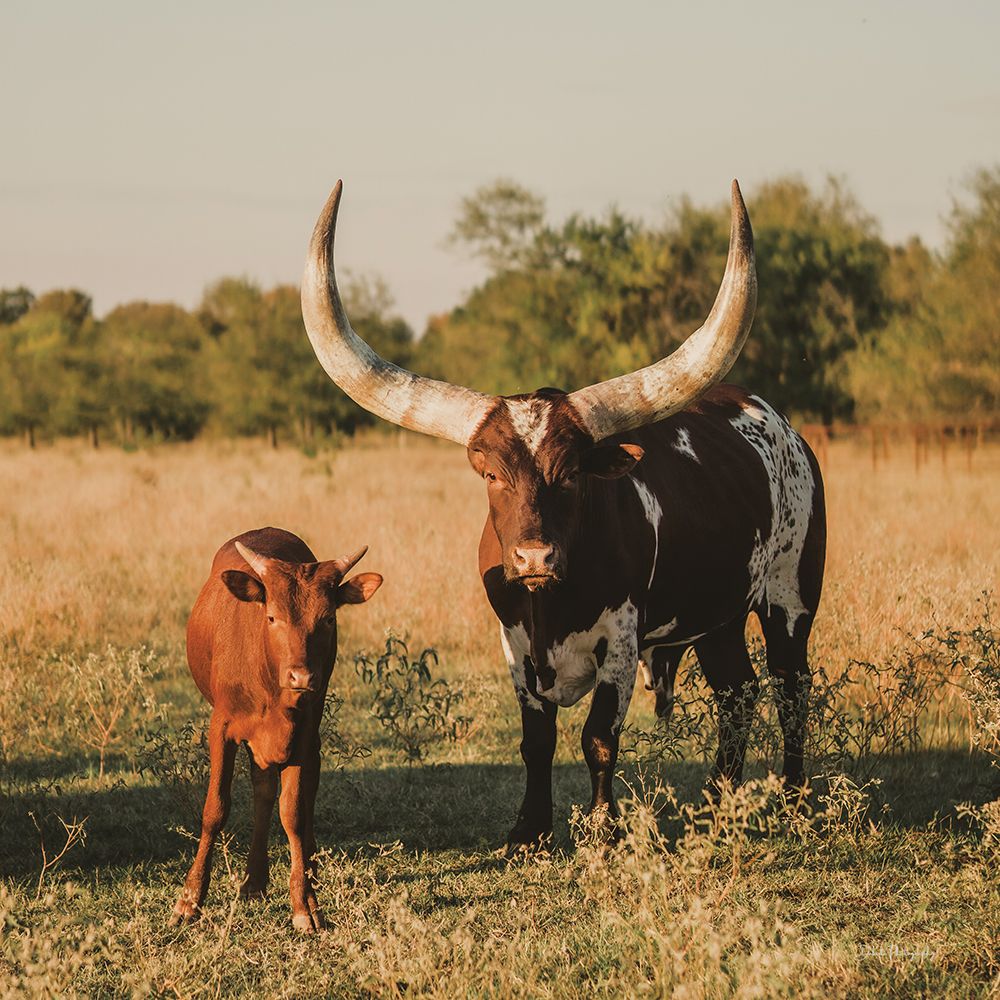 Ankole-Watusi Mom and Baby art print by Dakota Diener for $57.95 CAD
