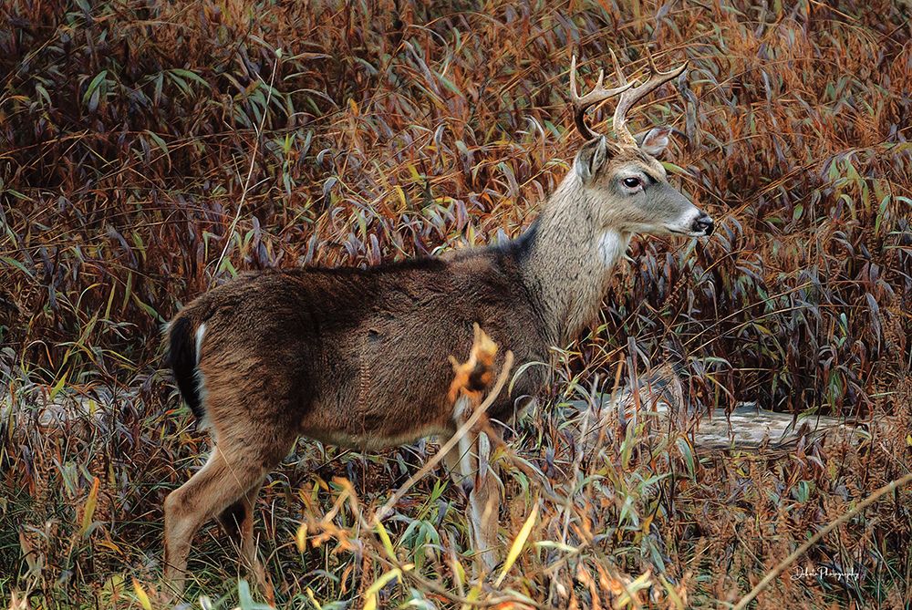 Deer in Brush art print by Dakota Diener for $57.95 CAD