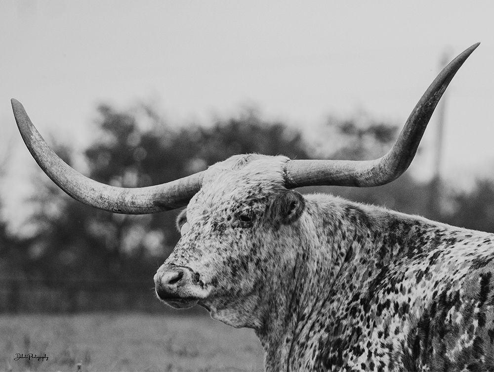 Old Bessie I art print by Dakota Diener for $57.95 CAD