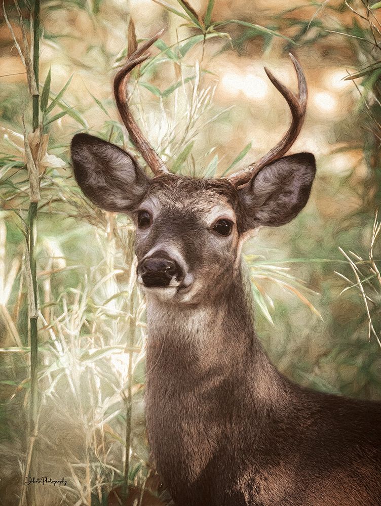 Woodland Deer art print by Dakota Diener for $57.95 CAD