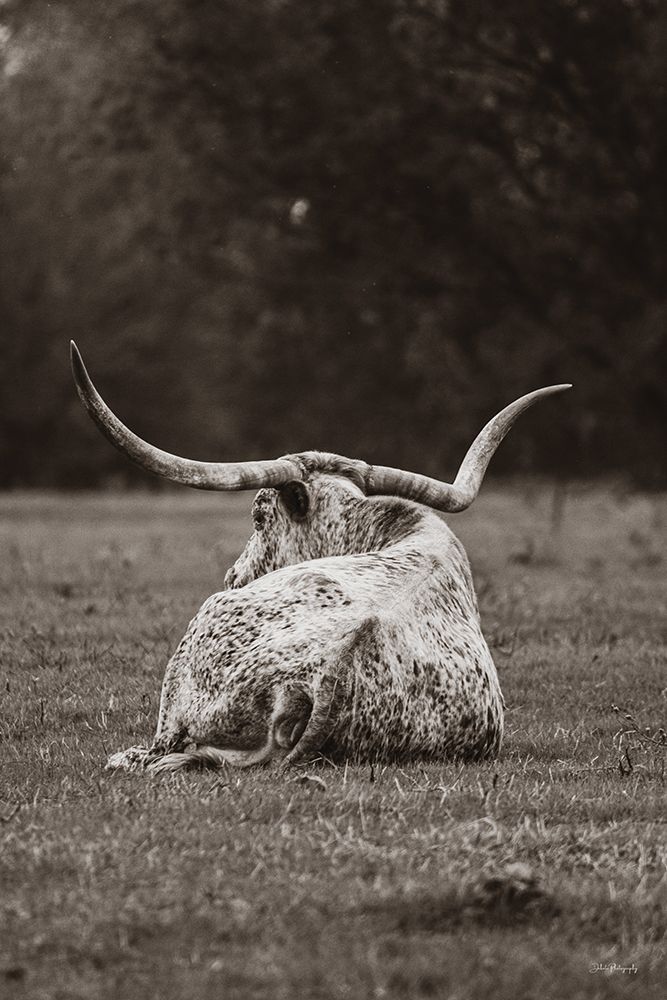 Resting Longhorn art print by Dakota Diener for $57.95 CAD