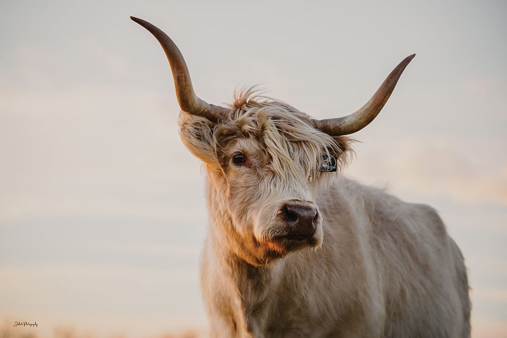 Highland Gaze art print by Dakota Diener for $57.95 CAD