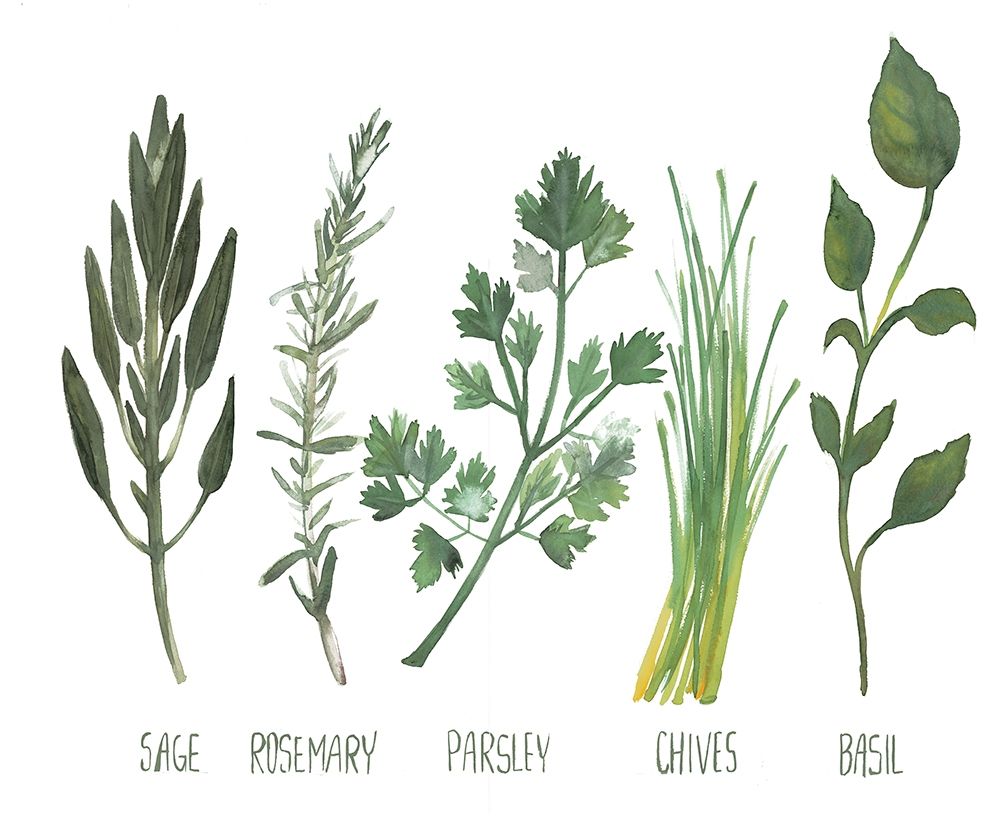 Watercolor Herbs art print by Dogwood Portfolio for $57.95 CAD