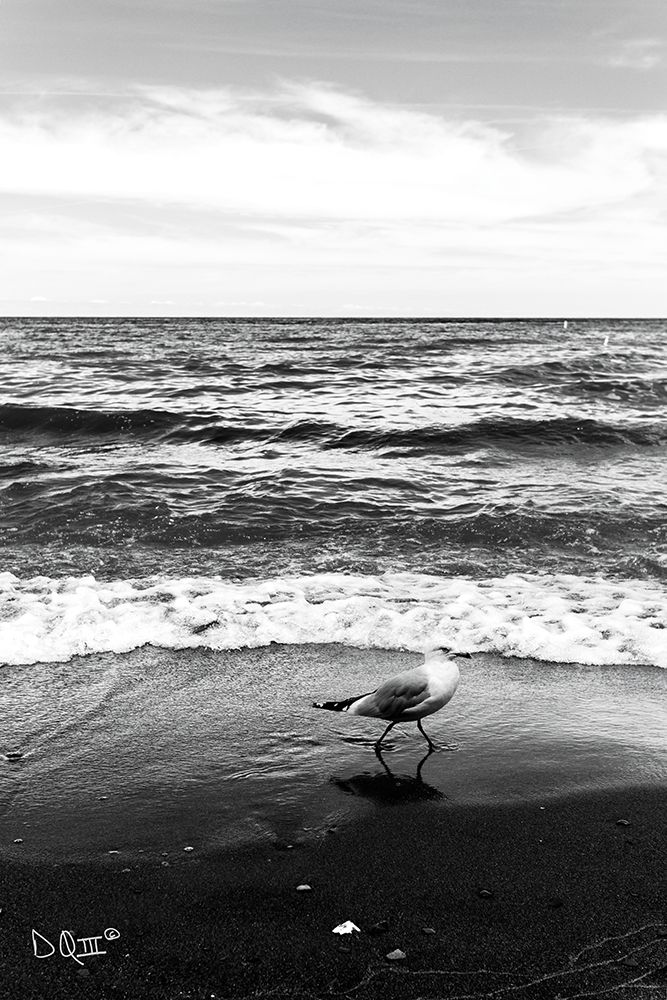 Seagull I art print by Donnie Quillen for $57.95 CAD