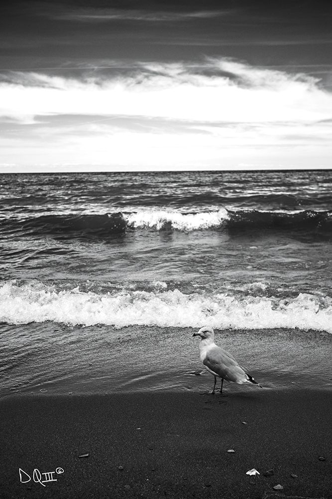 Seagull II art print by Donnie Quillen for $57.95 CAD