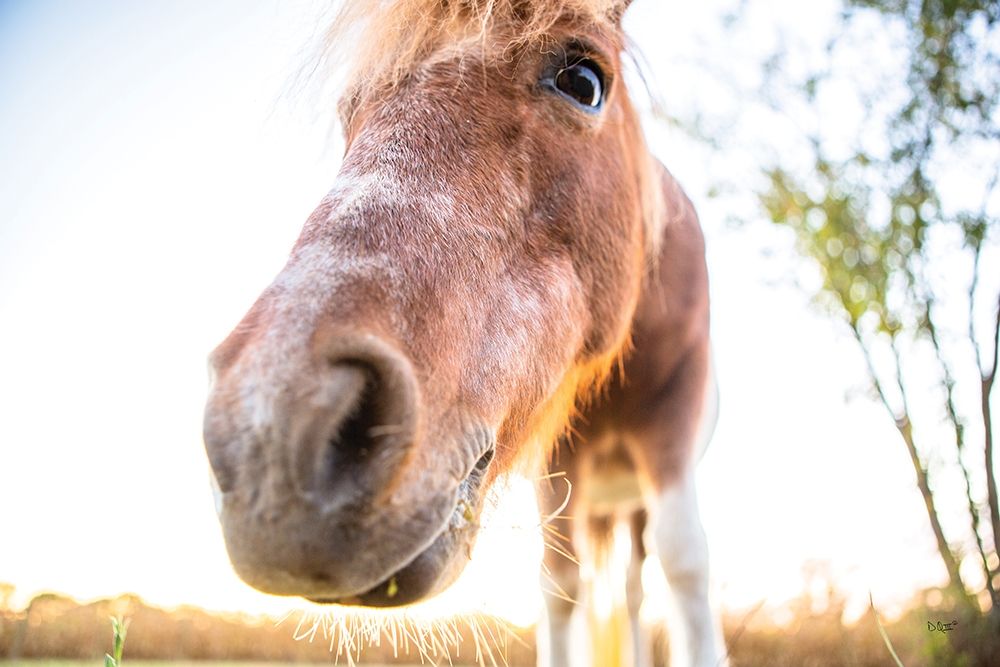 Hi Horse art print by Donnie Quillen for $57.95 CAD