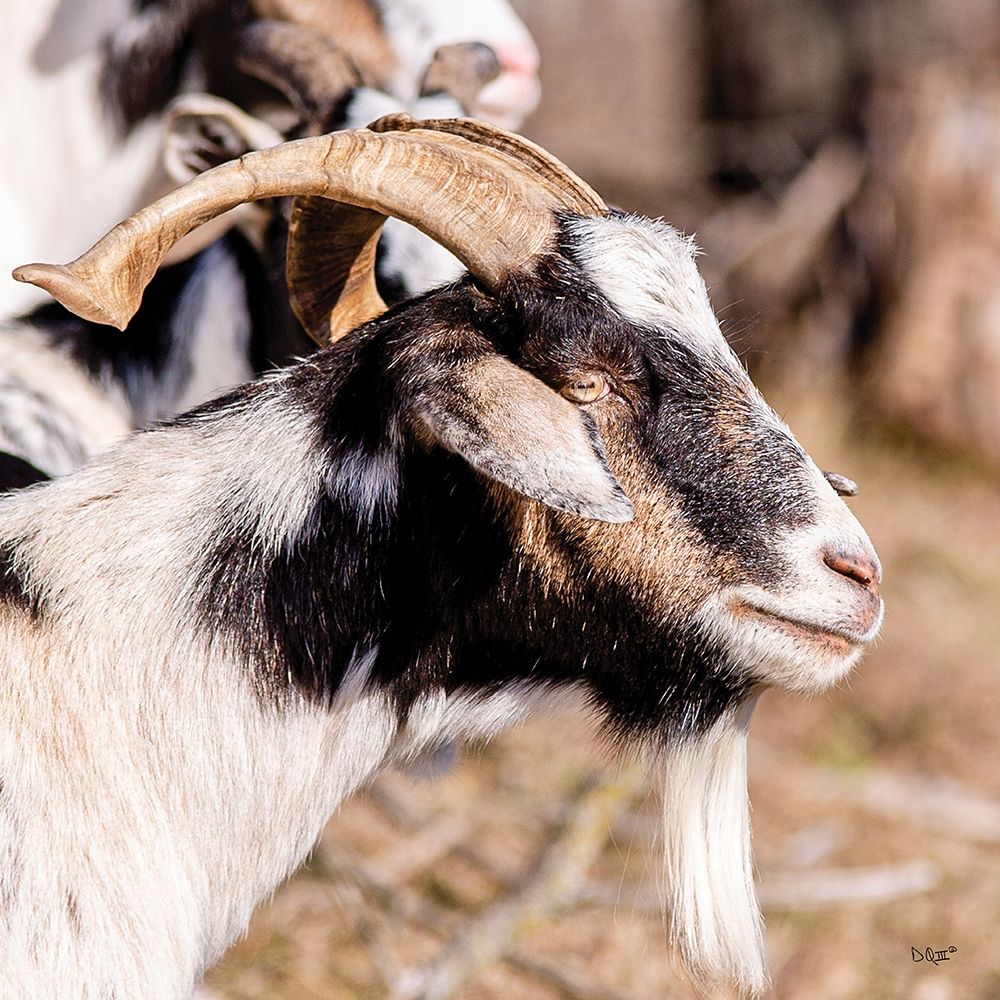 Bearded Side Goat art print by Donnie Quillen for $57.95 CAD