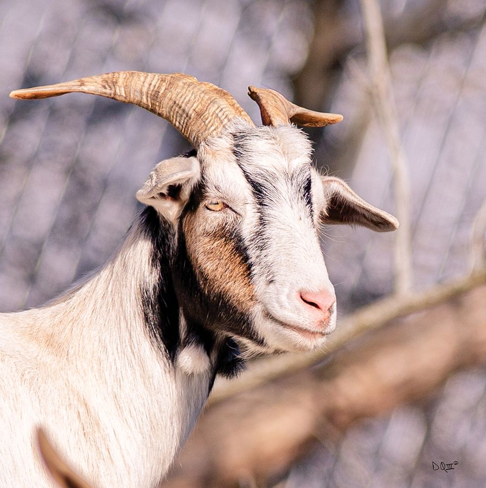 Brown Goat art print by Donnie Quillen for $57.95 CAD