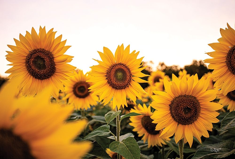 Sunflower Field art print by Donnie Quillen for $57.95 CAD
