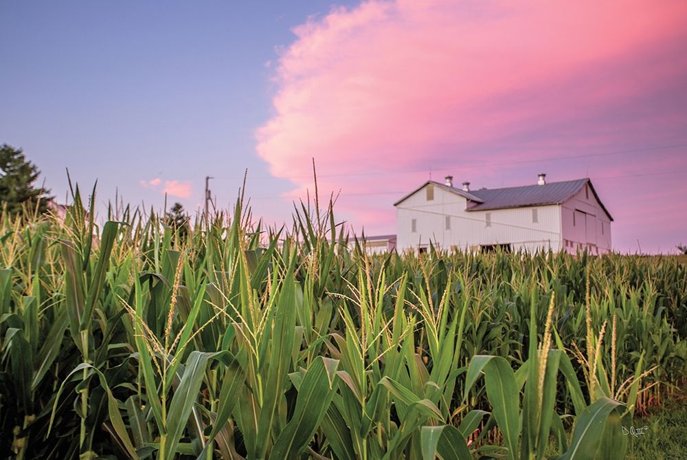 Corn Crop art print by Donnie Quillen for $57.95 CAD