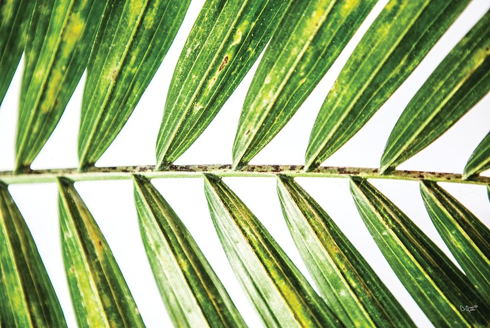 Leaf Study I art print by Donnie Quillen for $57.95 CAD