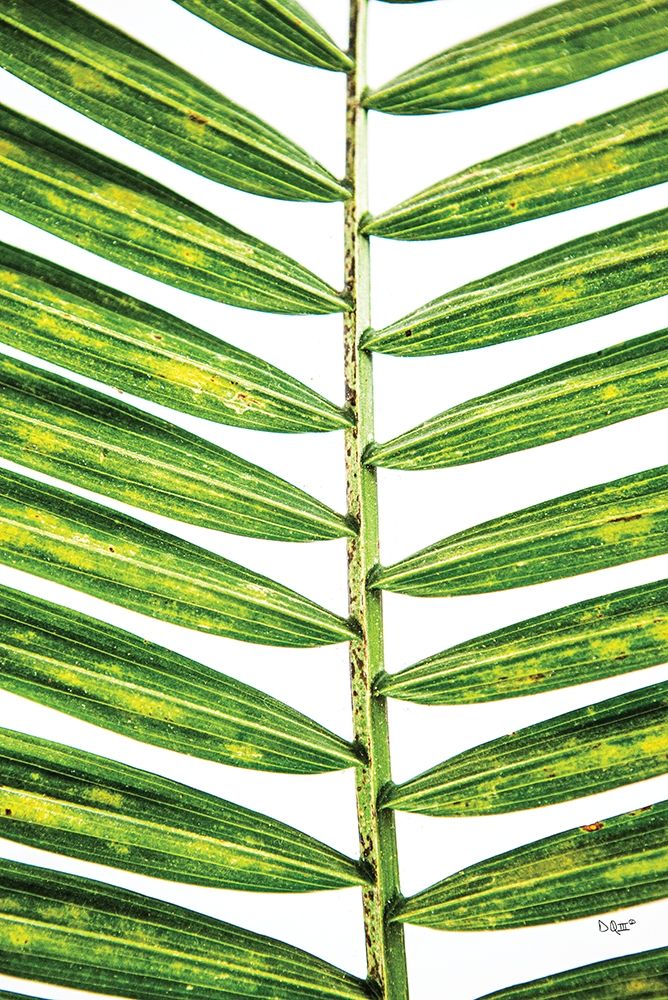 Leaf Study II art print by Donnie Quillen for $57.95 CAD