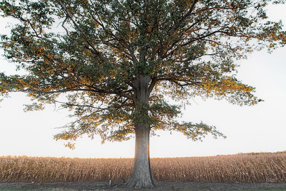 Cornfield at Sunset art print by Donnie Quillen for $57.95 CAD