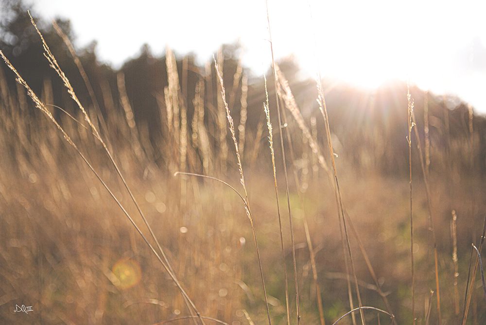 Bright Sun Haze II art print by Donnie Quillen for $57.95 CAD