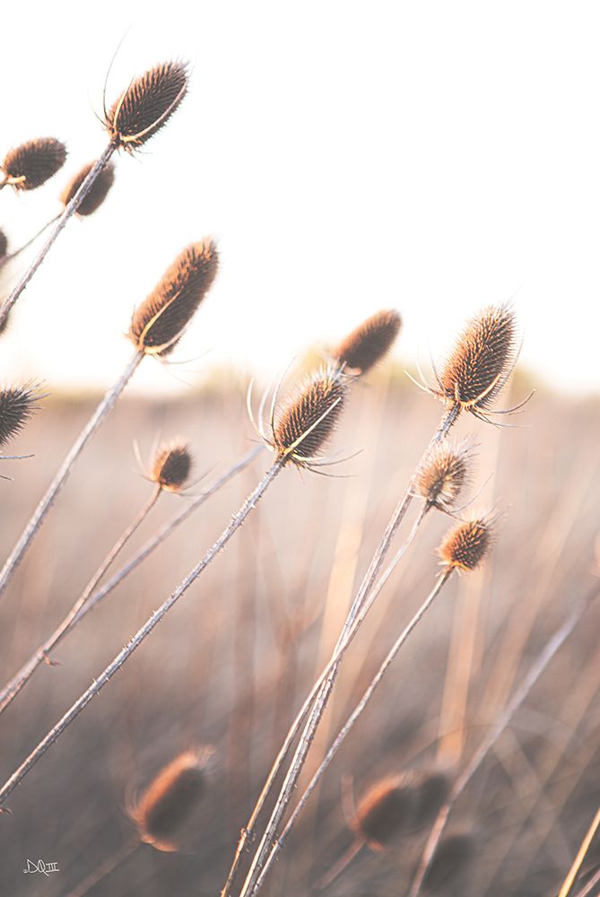 Field of Dreams II art print by Donnie Quillen for $57.95 CAD