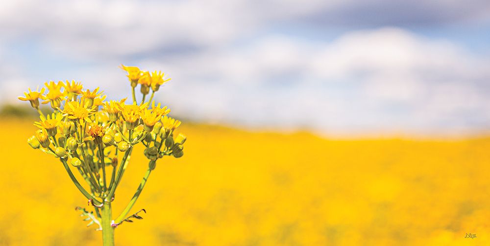 Field of Yellow II art print by Donnie Quillen for $57.95 CAD