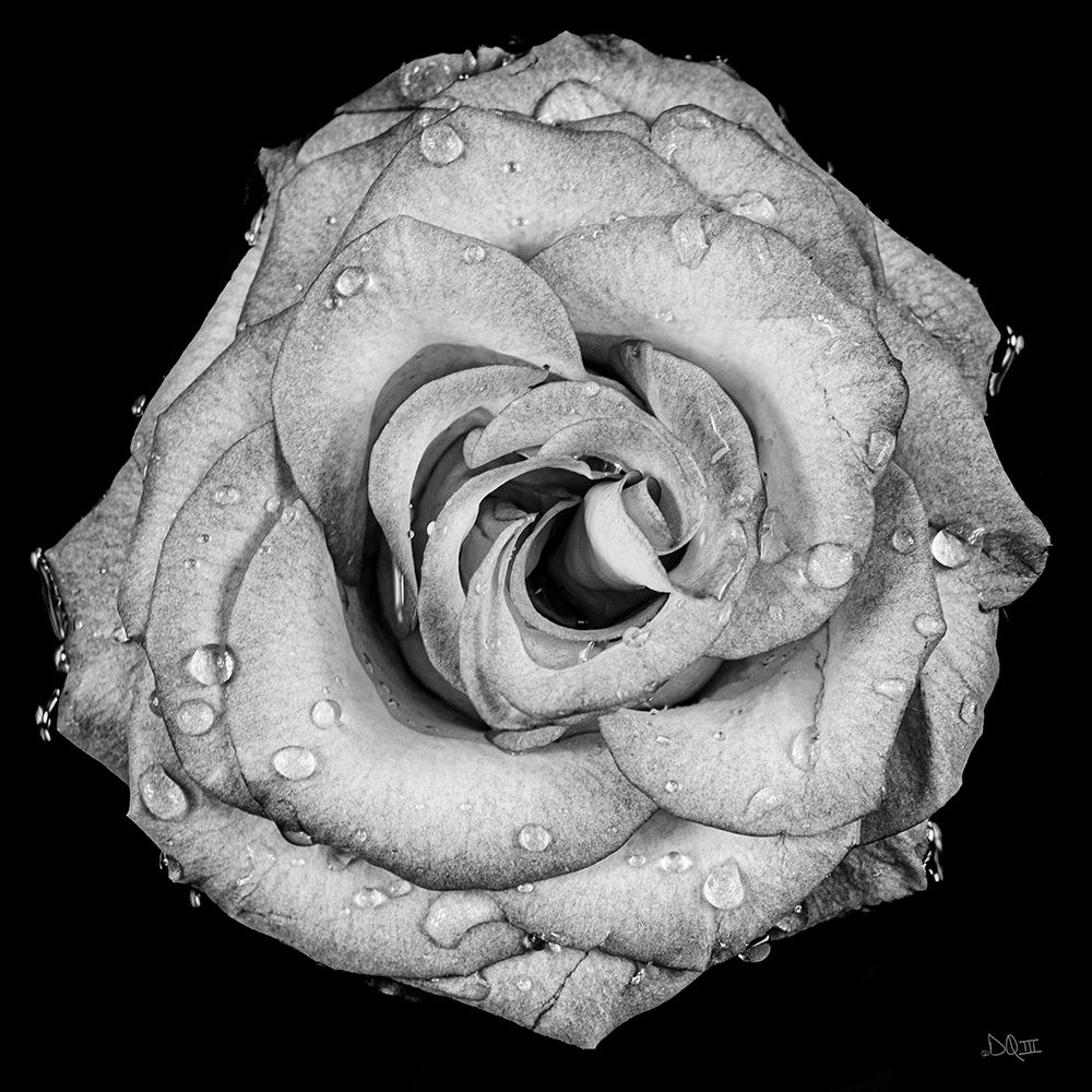 A Love Lost art print by Donnie Quillen for $57.95 CAD